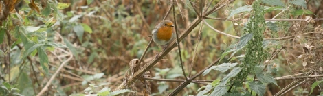 Robin